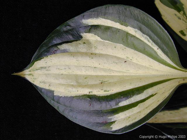 Hosta Pathfinder MyHostas Database: Info about Hosta Pathfinder